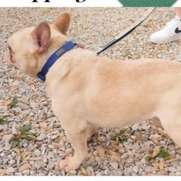 French Bulldogs and Olde English Bulldogges from South Central Bulldogs