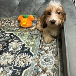 Zack - Piebald Dachshund puppy in Lake City, Florida from My Ditzy Doxies of Florida