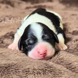 Aspen - Black and white female Bernedoodle puppy in Cleveland, Georgia from Jam's Doodles And Poodles