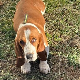 Faith - Basset Hound