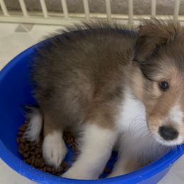Shetland Sheepdog Puppies from Tricia's Sheltie Puppies