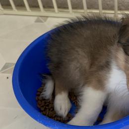 Shetland Sheepdog Puppies from Tricia's Sheltie Puppies