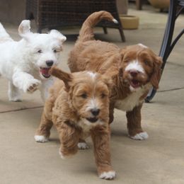 Australian Labradoodle and Goldendoodle Puppies from Sharper Doodles