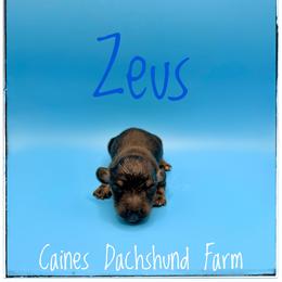 Zeus - Black and tan male Dachshund puppy in Cincinnati, Ohio from Caines Dachshund Farm