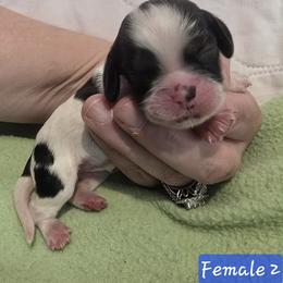 Girl 2 - Black white and tan female Cocker Spaniel puppy in Greensboro, North Carolina from Cochran Spaniels