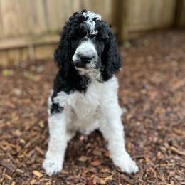 Marlin - Parti male Poodle puppy in Harpers Ferry, West Virginia from Oso Perfect Poodles and Doodles