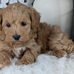 Rosemary - Red female Havapoo puppy in Burlington, Iowa from River View Puppies