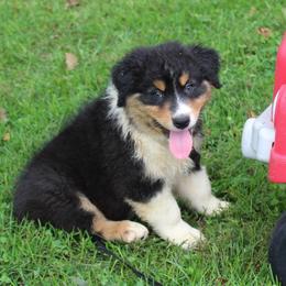 Dallas - Black tri-color male Australian Shepherd puppy in Kansas, Oklahoma from Windy G Farm