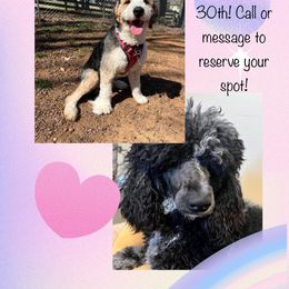 Bernedoodle, Goldendoodle, and Poodle Puppies from Poodles and Doodles By Grace
