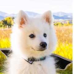 Japanese Spitz Puppies from Colorado Japanese Spitz