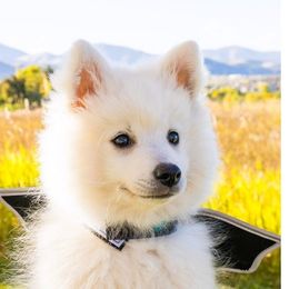 Japanese Spitz Puppies from Colorado Japanese Spitz