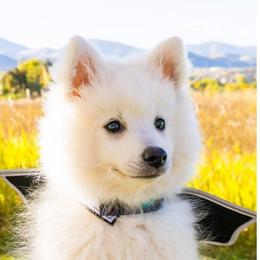 Japanese Spitz Puppies from Colorado Japanese Spitz