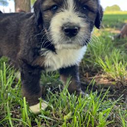 Independence - Sable male Bernedoodle puppy in Kansas City, Missouri from Beary GoldenDoodles