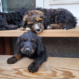 Bernedoodle Puppies from Adorable Dixie Doodles