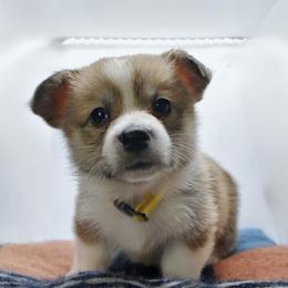 Penelope (yellow collar) - Sable female Pembroke Welsh Corgi puppy in Alvin, Texas from Cottonwood Corgis