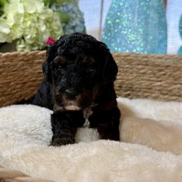 Magenta collar - Black and tan female Cavapoo puppy in Indiahoma, Oklahoma from Farm Fresh Doodles