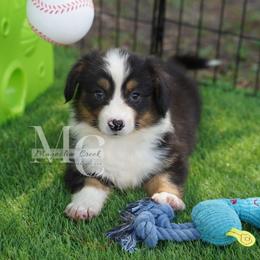 Silk (Fluff w Tail) - Black and tan female American Corgi puppy in Straughn, Alabama from Magnolia Creek Corgis