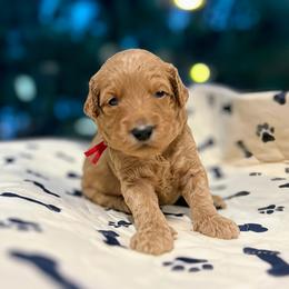 Gimli - Red  male Goldendoodle puppy in Pittsburg, Texas from Grace Springs Goldendoodles