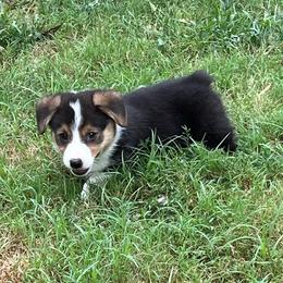 Tux - AKC - Black and tan male Pembroke Welsh Corgi puppy in Millsap, Texas from BJ's Blessings