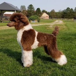 Penny - Poodle