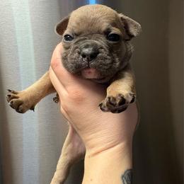 Boy 2 - Blue fawn male French Bulldog puppy in Coatesville, Pennsylvania from The Chipper Frenchie