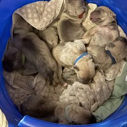 Boy 3 - Fawn male Cane Corso puppy in Briggs, Texas from Capital City Corso’s