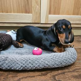 Gunner - Black and tan male Dachshund puppy in Stilwell, Oklahoma from Peavine Creek Dachshunds