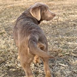 Maverick - Silver male Dilute Retriever puppy in Baldwin City, Kansas from Hedge Lane Labradors