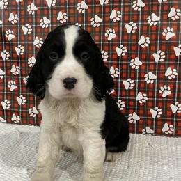 Jingles - Black and white male English Springer Spaniel puppy in Casnovia, Michigan from DESK Springer Spaniels