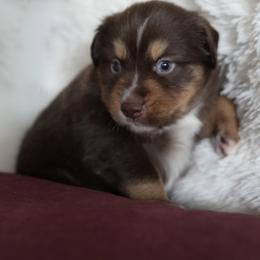 Miniature Australian Shepherd Puppies from Moss Hill Aussies