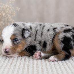 Sparkler - Blue merle female Toy Australian Shepherd puppy in Leitchfield, Kentucky from Legendmaker MAS