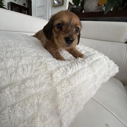 Girl 2 - Red female Dachshund puppy in Spokane, Washington from Dearhaven Doxie