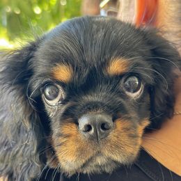 Cavalier King Charles Spaniel Puppies from Aim High Kings Charles Cavaliers