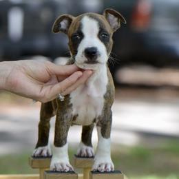 Spidey - Brown brindle male American Staffordshire Terrier puppy in St. Augustine, Florida from LBK & Ancient City