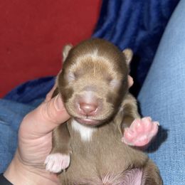 Pomsky Puppies from Michelle
