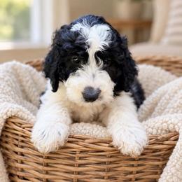 Kitty - Parti female Goldendoodle puppy in Pollock Pines, California from Penny Lane’s Doodles