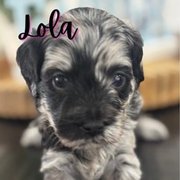 Lola - Merle Cavapoo puppy in Martin, Tennessee from Min’s Cava-Cuties