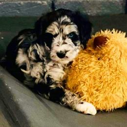 Aussiedoodle and Poodle Puppies from Central Coast Poodles and Doodles