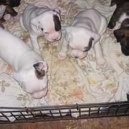 No name - White female Boxer puppy in Minnesota from Timmies Boxers