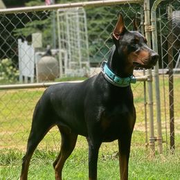 BONITA - Doberman Pinscher