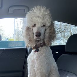 Cille - Poodle