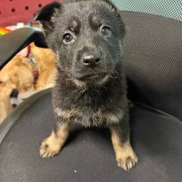 Matterhorn - Pink girl - Bi-color female German Shepherd puppy in Oakley, California from Von Guadachi German Shepherds & Audacity Border Collies