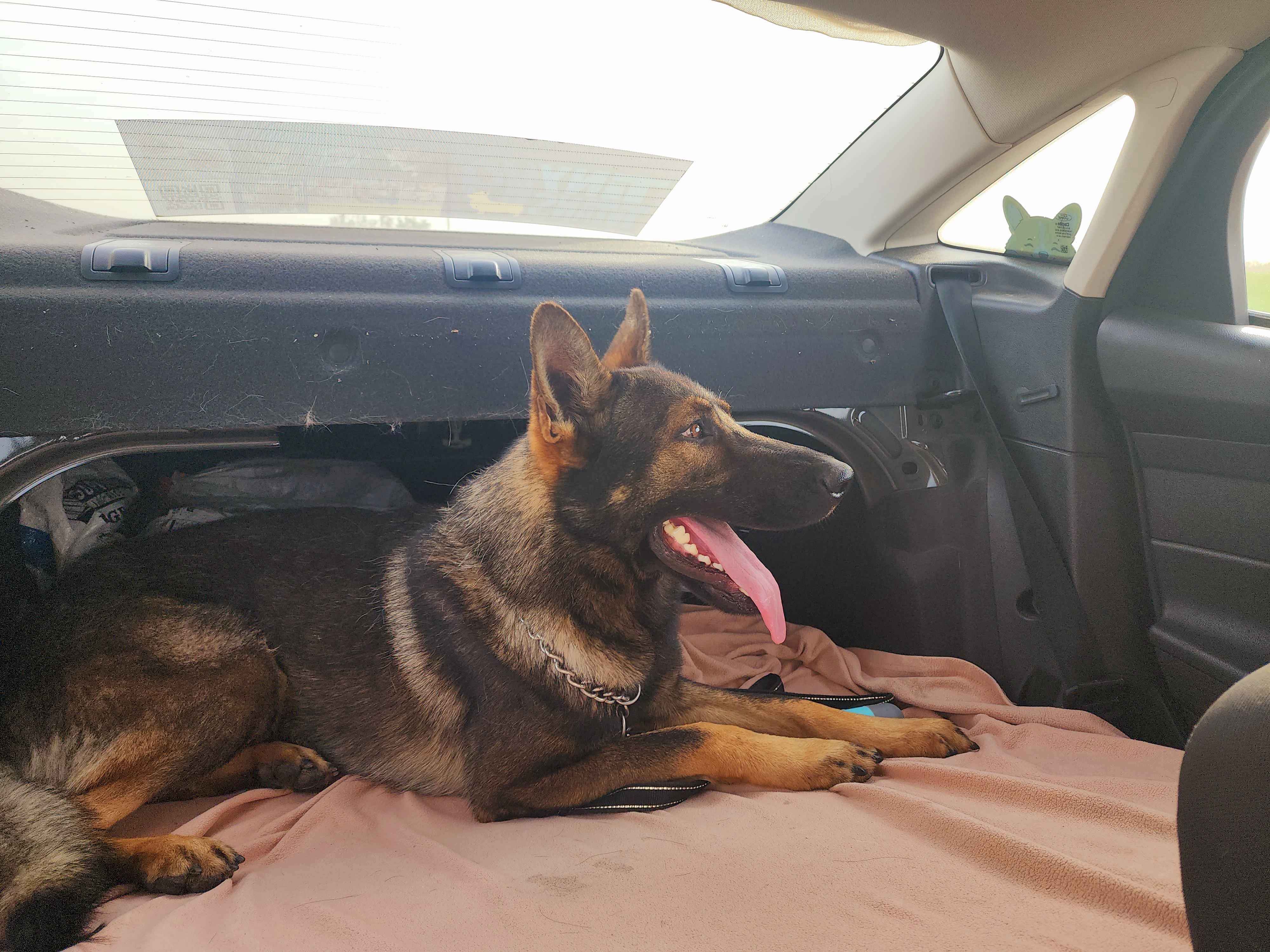 German Shepherd and Pembroke Welsh Corgi Puppies from Tiny Titans K9