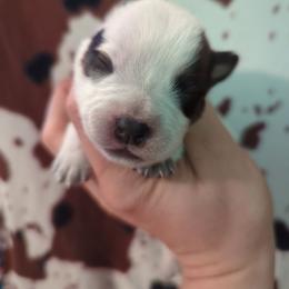Honey - Red speckled female Australian Cattle Dog puppy in Tulsa, Arkansas from Red Desert Australian Cattle Dogs