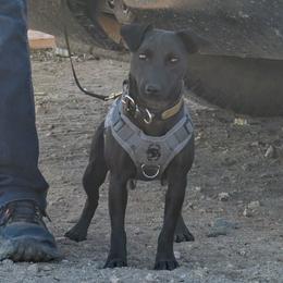Donut - Patterdale Terrier
