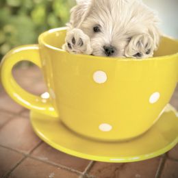 Blue - White male Maltese puppy in Upland, California from Prime Paradise Kennel