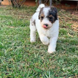 Lovey with training - Tri-color female Bernedoodle puppy in Boonville, North Carolina from Doods & Dolls