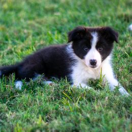 Border Collie puppies from Sage Ridge