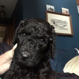 Two yellow - Black male Poodle puppy in Fleischmanns, New York from Kava Poodles