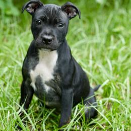 Staffordshire Bull Terrier puppies from SAAM Dogs